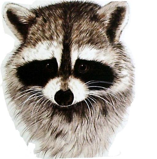 raccoon